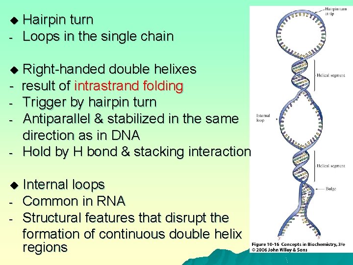 u - Hairpin turn Loops in the single chain Right-handed double helixes - result