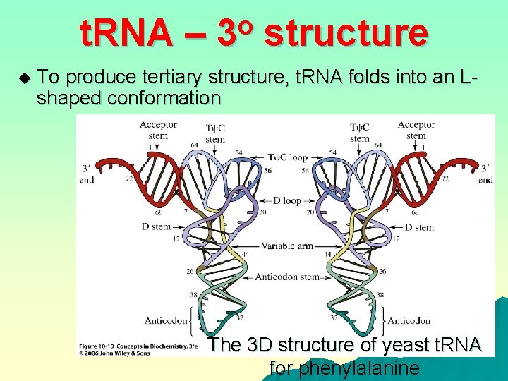 t. RNA – u o 3 structure To produce tertiary structure, t. RNA folds