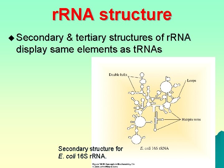 r. RNA structure u Secondary & tertiary structures of r. RNA display same elements