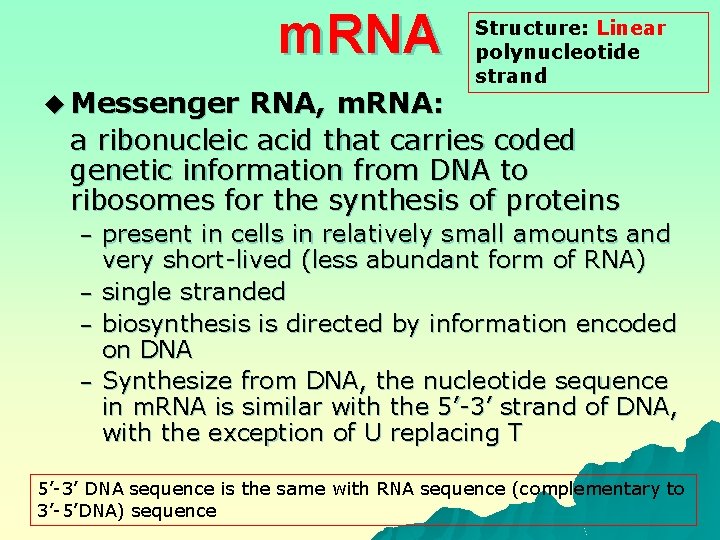 m. RNA u Messenger Structure: Linear polynucleotide strand RNA, m. RNA: a ribonucleic acid