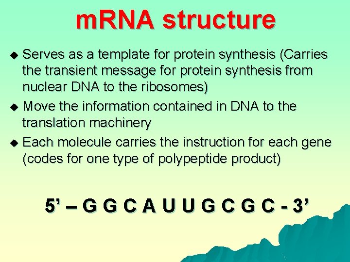 m. RNA structure Serves as a template for protein synthesis (Carries the transient message