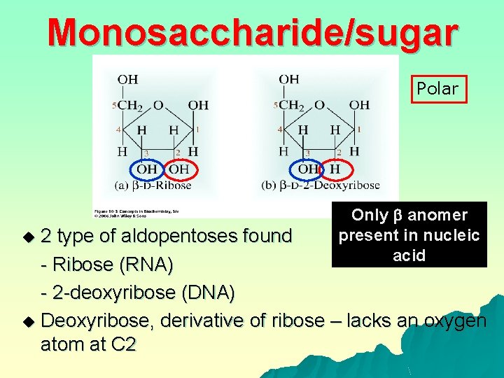 Monosaccharide/sugar Polar Only anomer present in nucleic acid 2 type of aldopentoses found -