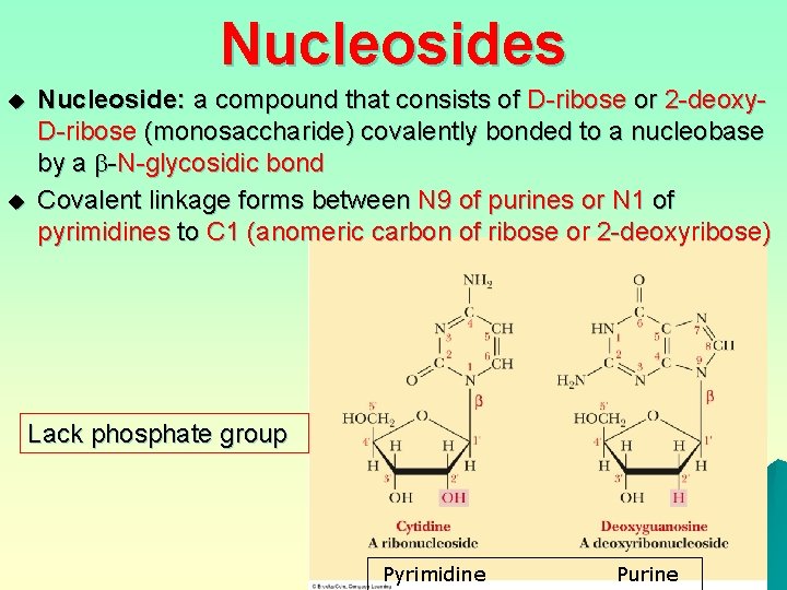 Nucleosides u u Nucleoside: a compound that consists of D-ribose or 2 -deoxy. D-ribose