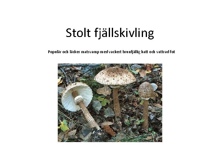 Stolt fjällskivling Populär och läcker matsvamp med vackert brunfjällig hatt och vattrad fot 