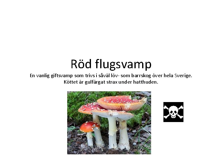 Röd flugsvamp En vanlig giftsvamp som trivs i såväl löv- som barrskog över hela