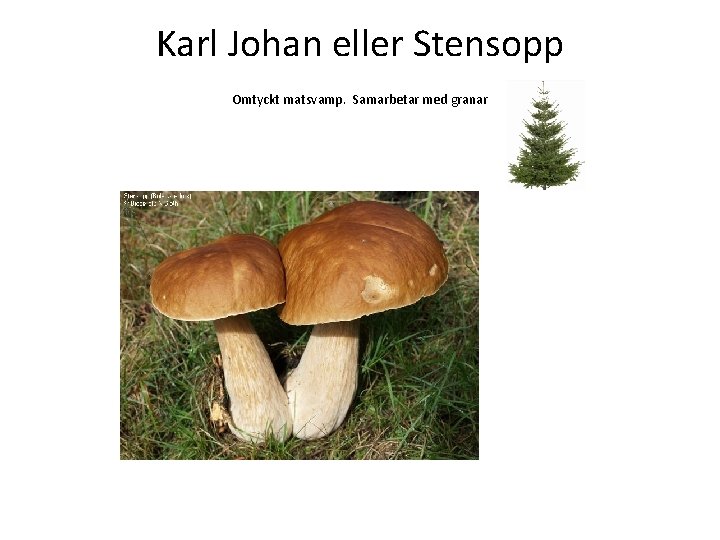Karl Johan eller Stensopp Omtyckt matsvamp. Samarbetar med granar 