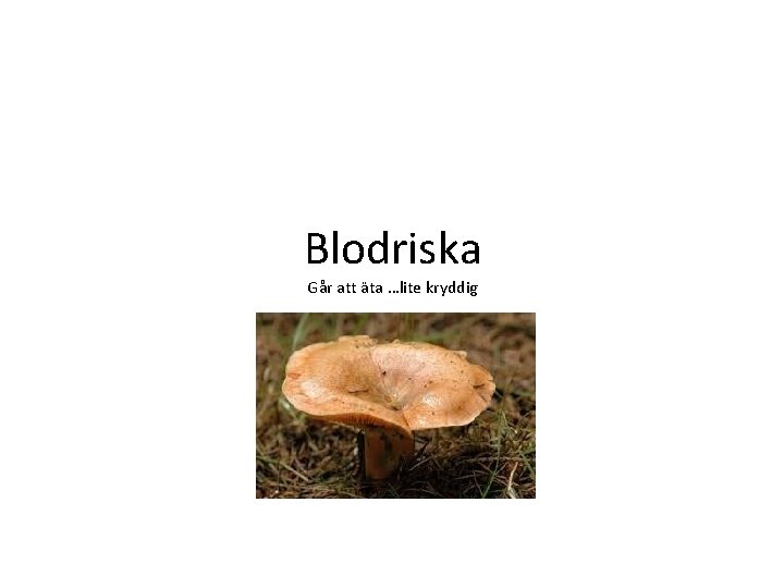 Blodriska Går att äta …lite kryddig 