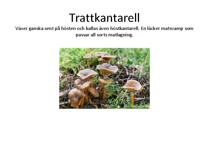 Trattkantarell Växer ganska sent på hösten och kallas även höstkantarell. En läcker matsvamp som