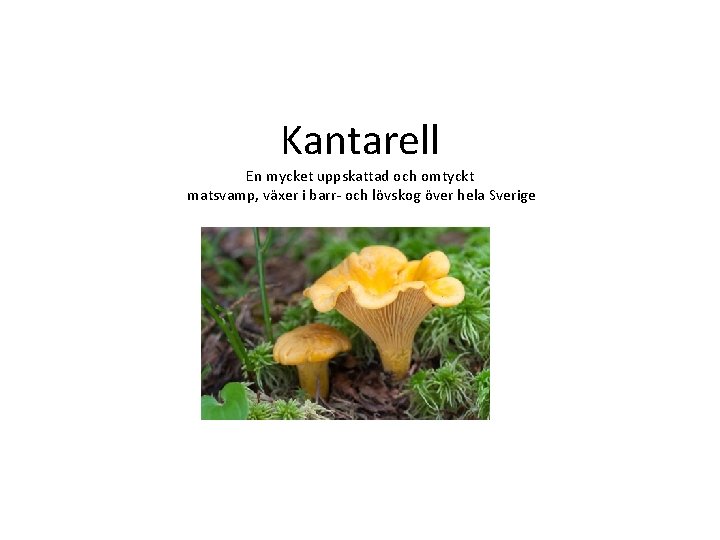 Kantarell En mycket uppskattad och omtyckt matsvamp, växer i barr- och lövskog över hela