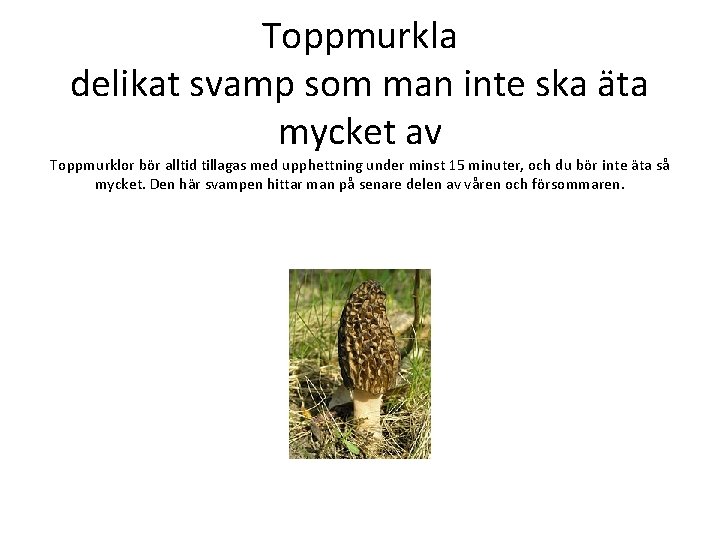 Toppmurkla delikat svamp som man inte ska äta mycket av Toppmurklor bör alltid tillagas