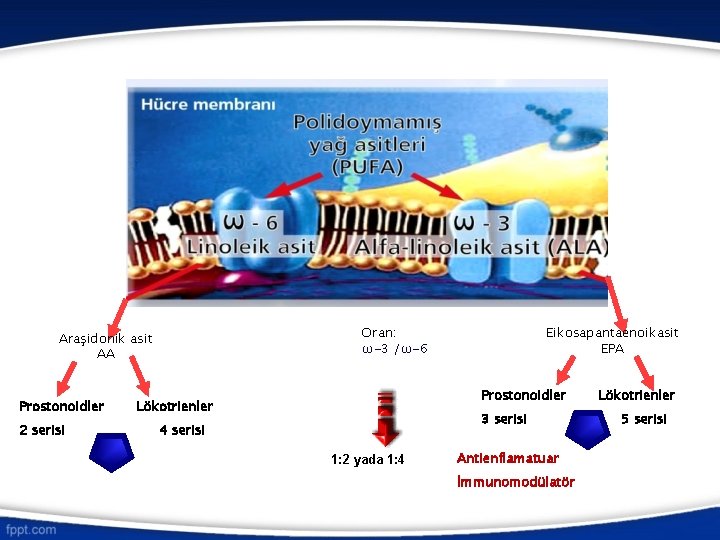 Oran: ω-3 /ω-6 Araşidonik asit AA Prostonoidler 2 serisi Eikosapantaenoikasit EPA Prostonoidler Lökotrienler 3