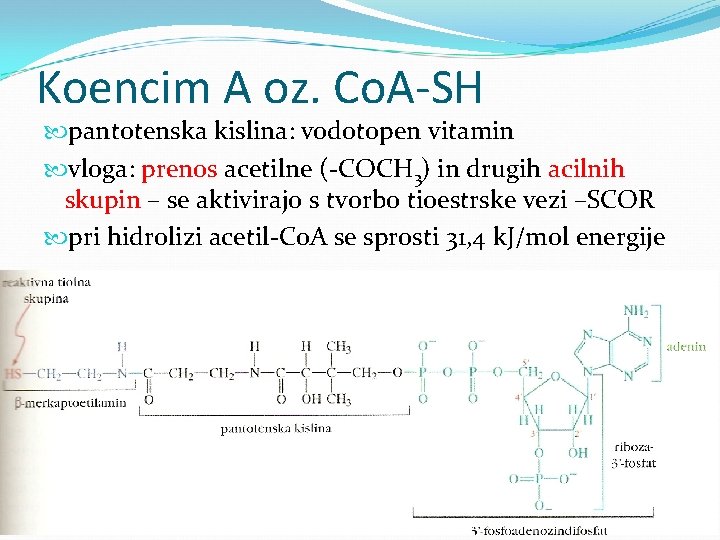 Koencim A oz. Co. A-SH pantotenska kislina: vodotopen vitamin vloga: prenos acetilne (-COCH 3)