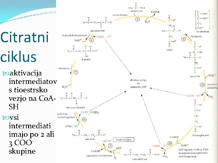 Citratni ciklus aktivacija intermediatov s tioestrsko vezjo na Co. ASH vsi intermediati imajo po