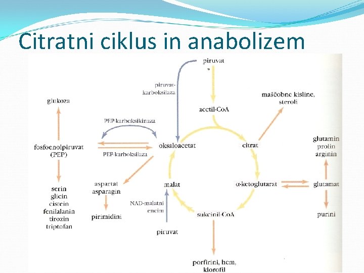 Citratni ciklus in anabolizem 