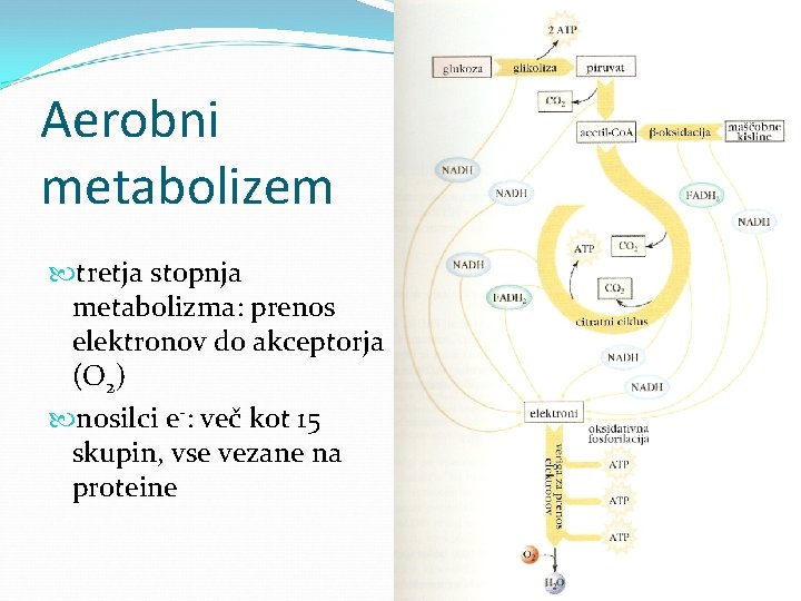 Aerobni metabolizem tretja stopnja metabolizma: prenos elektronov do akceptorja (O 2) nosilci e-: več