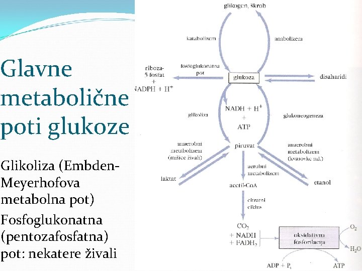 Glavne metabolične poti glukoze Glikoliza (Embden. Meyerhofova metabolna pot) Fosfoglukonatna (pentozafosfatna) pot: nekatere živali