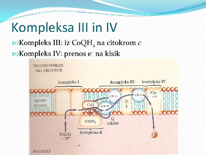 Kompleksa III in IV Kompleks III: iz Co. QH 2 na citokrom c Kompleks