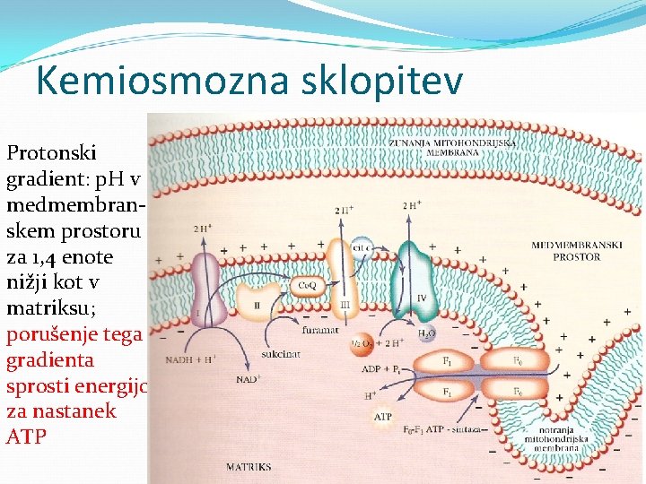 Kemiosmozna sklopitev Protonski gradient: p. H v medmembranskem prostoru za 1, 4 enote nižji