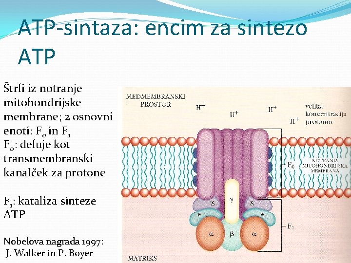 ATP-sintaza: encim za sintezo ATP Štrli iz notranje mitohondrijske membrane; 2 osnovni enoti: F