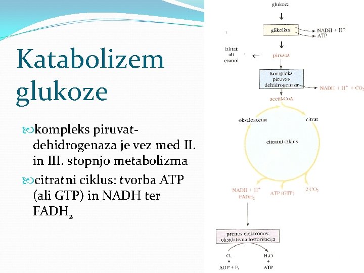 Katabolizem glukoze kompleks piruvatdehidrogenaza je vez med II. in III. stopnjo metabolizma citratni ciklus: