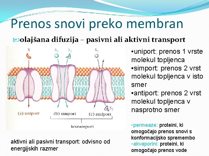 Prenos snovi preko membran olajšana difuzija – pasivni ali aktivni transport • uniport: prenos