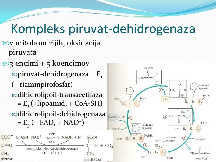 Kompleks piruvat-dehidrogenaza v mitohondrijih, oksidacija piruvata 3 encimi + 5 koencimov piruvat-dehidrogenaza = E