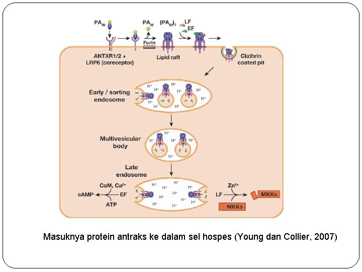  Masuknya protein antraks ke dalam sel hospes (Young dan Collier, 2007) 