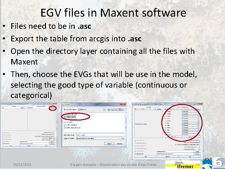 EGV files in Maxent software • Files need to be in. asc • Export