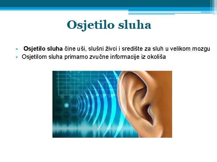 Osjetilo sluha • Osjetilo sluha čine uši, slušni živci i središte za sluh u