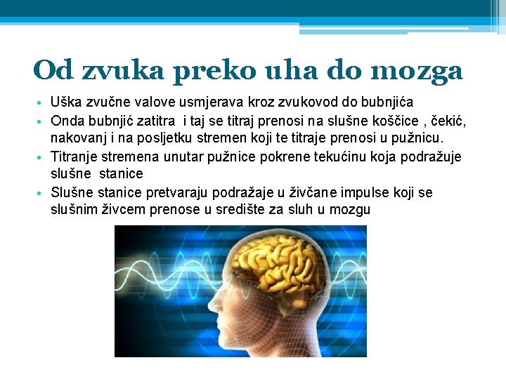 Od zvuka preko uha do mozga • Uška zvučne valove usmjerava kroz zvukovod do