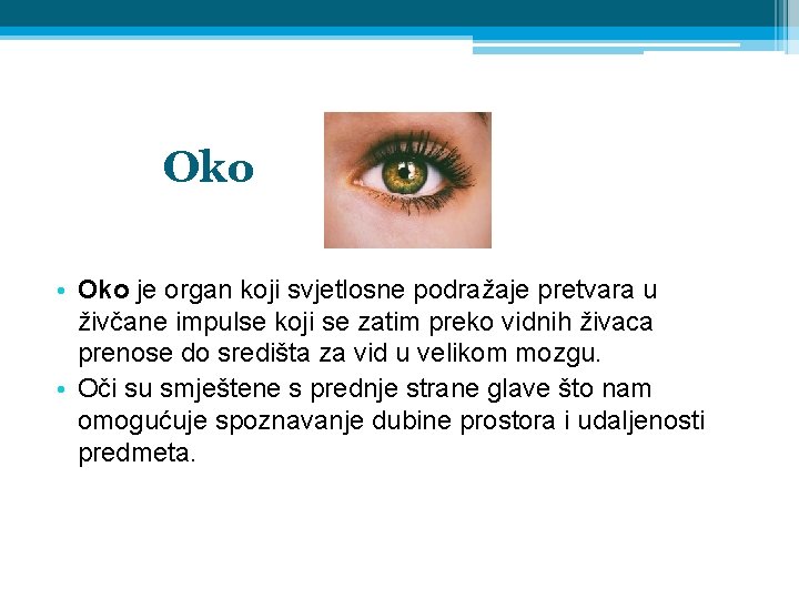 Oko • Oko je organ koji svjetlosne podražaje pretvara u živčane impulse koji se