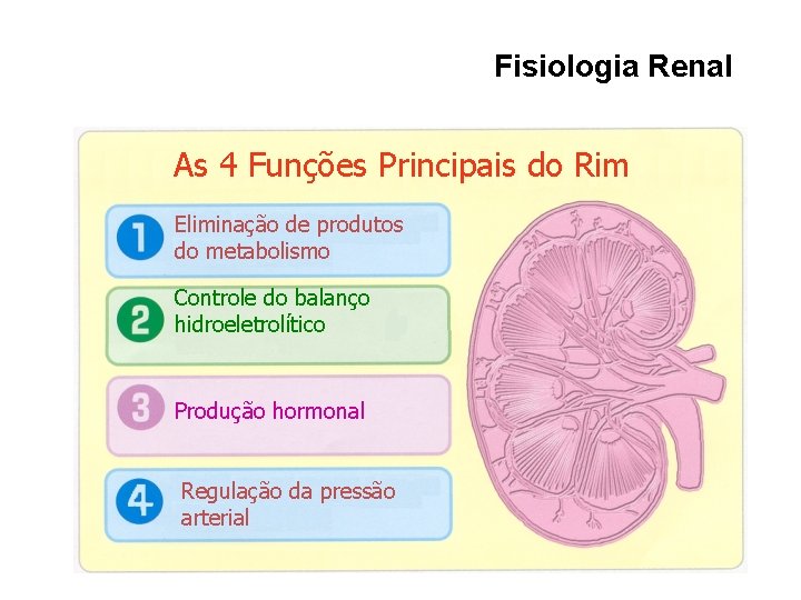 Fisiologia Renal As 4 Funções Principais do Rim Eliminação de produtos do metabolismo Controle