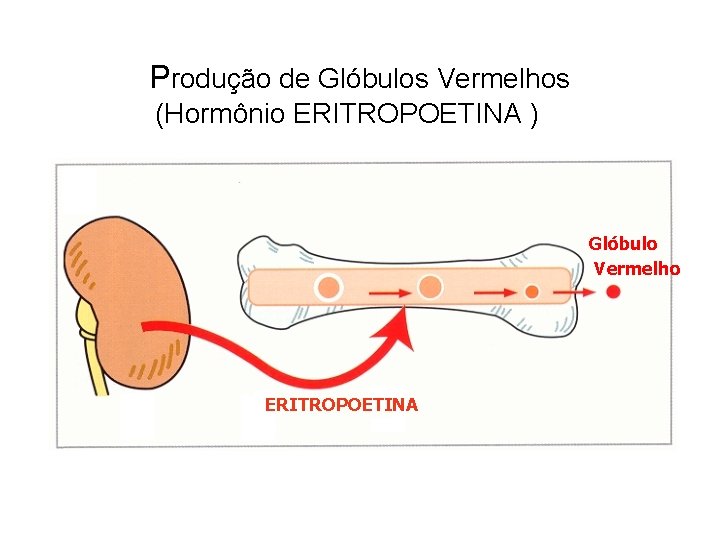 Produção de Glóbulos Vermelhos (Hormônio ERITROPOETINA ) Glóbulo Vermelho ERITROPOETINA 