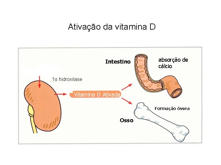 Ativação da vitamina D Intestino absorção de cálcio 1α hidroxilase Vitamina D Ativada Formação