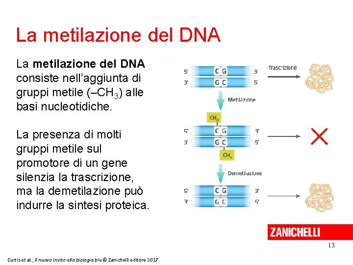 La metilazione del DNA consiste nell’aggiunta di gruppi metile (–CH 3) alle basi nucleotidiche.