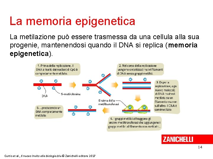 La memoria epigenetica La metilazione può essere trasmessa da una cellula alla sua progenie,