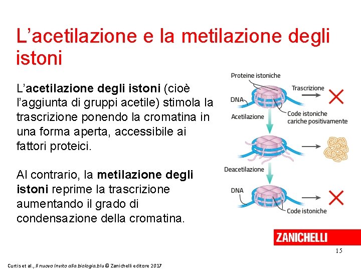 L’acetilazione e la metilazione degli istoni L’acetilazione degli istoni (cioè l’aggiunta di gruppi acetile)