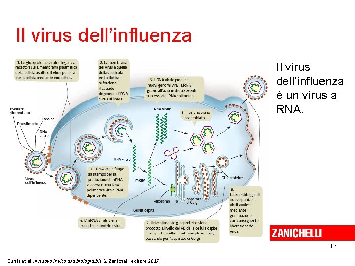 Il virus dell’influenza è un virus a RNA. 17 Curtis et al. , Il