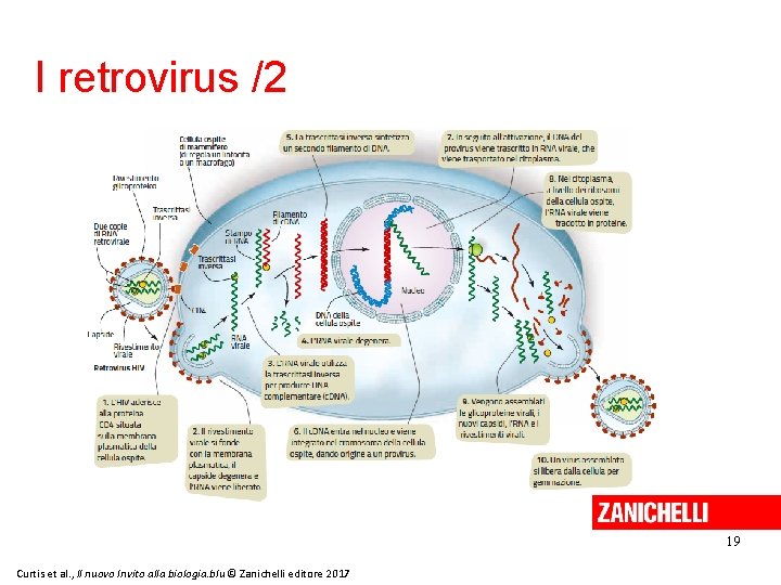 I retrovirus /2 19 Curtis et al. , Il nuovo Invito alla biologia. blu