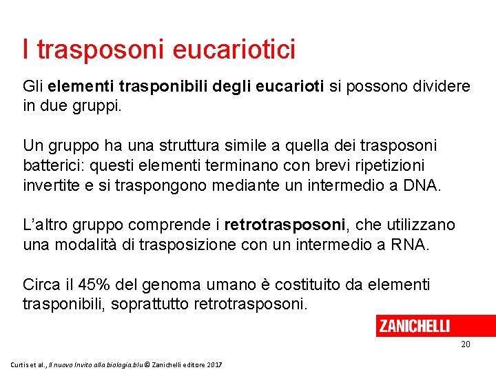 I trasposoni eucariotici Gli elementi trasponibili degli eucarioti si possono dividere in due gruppi.