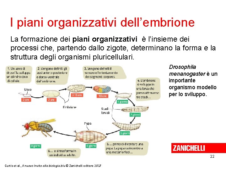 I piani organizzativi dell’embrione La formazione dei piani organizzativi è l’insieme dei processi che,