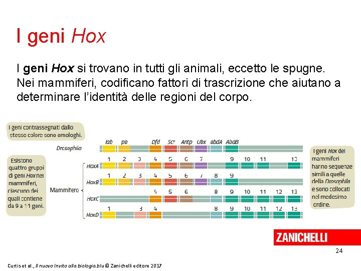 I geni Hox si trovano in tutti gli animali, eccetto le spugne. Nei mammiferi,