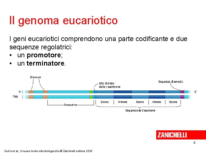 Il genoma eucariotico I geni eucariotici comprendono una parte codificante e due sequenze regolatrici: