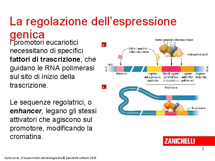 La regolazione dell’espressione genica I promotori eucariotici necessitano di specifici fattori di trascrizione, che