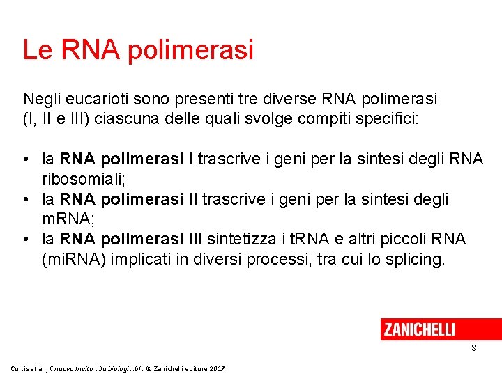 Le RNA polimerasi Negli eucarioti sono presenti tre diverse RNA polimerasi (I, II e