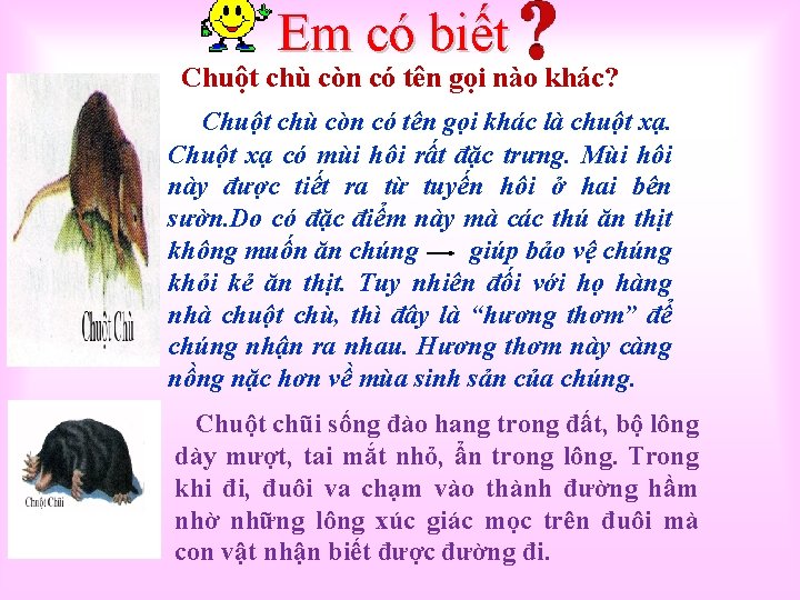 Em có biết Chuột chù còn có tên gọi nào khác? Chuột chù còn