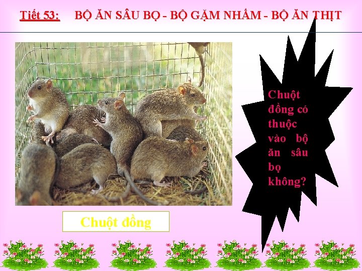 Tiết 53: BỘ ĂN S U BỌ - BỘ GẶM NHẤM - BỘ ĂN