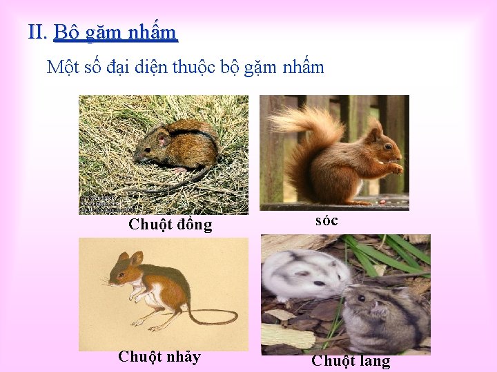 II. Bộ gặm nhấm Một số đại diện thuộc bộ gặm nhấm Chuột đồng