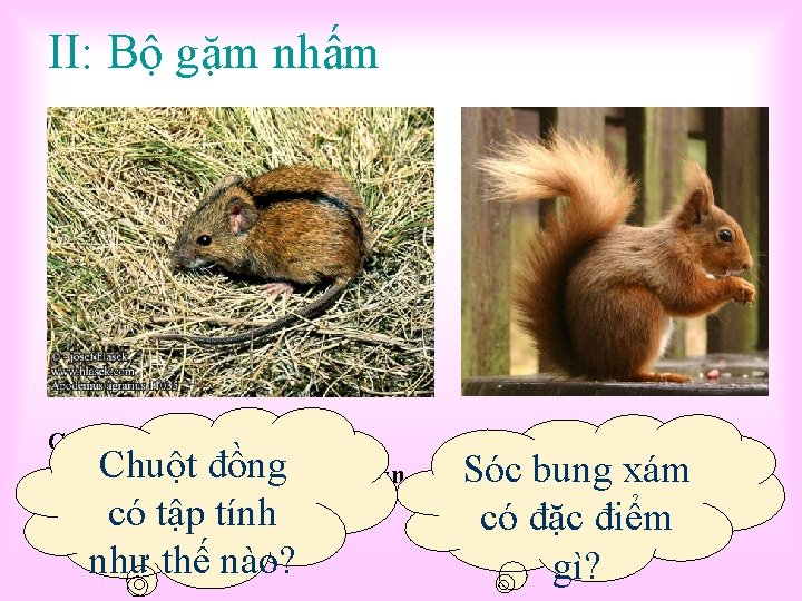 II: Bộ gặm nhấm Chuột đồng: có tấp tính đào đồngrăng cửa ăn hang.