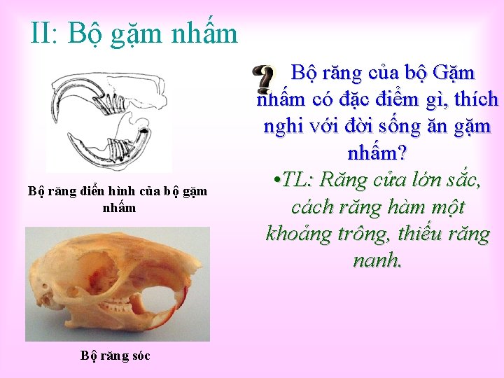 II: Bộ gặm nhấm Bộ răng điển hình của bộ gặm nhấm Bộ răng